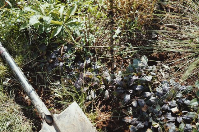 植え替えとメンテ

好きだけど上手くいかないってこともありますよね

どうしていいかわからない、どこから手をつけていいかわからない、草ボーボーでもう手がつけられない。

うんうん、わかります。

そんな時のために私たちがいるわけですから遠慮なくご相談ください
#営業っぽい

自分で手がけた庭ならこうなって欲しいと言う理想系があって進めるのでそこに向かって日々のメンテナンスもあるわけで、最初からわからないのは当たり前なので遠慮しないで聞いてくださいっ思ってます

上手くいかなく当たり前、ずっと付き合っていく庭なので気長に楽しくやっていきましょ

好きや大切にする気持ちがあればまた綺麗になりますのです！

取り敢えず、手をかけ愛情をかけてあげてくださいね〜

わからなくなったら連絡ください(笑)

@j.l.design.official
#暮らし　　
#lifestyle 
#庭づくり　 #庭　
#造園 #庭園 #日本庭園　
#雑木の庭　
#暮らしを楽しむ　
#緑のある風景
#住宅 #建築　 #外構設計　
#住宅デザイン
#庭のある暮らし #植栽計画 #植栽　
#garden #gardendesign
#landscape #japanesegarden
#japan #Australia #Peru #Scotland #Germany #Hollywood #BeverlyHills